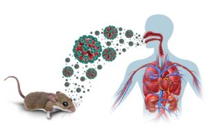 Hantavirus: ¿Una nueva amenaza?