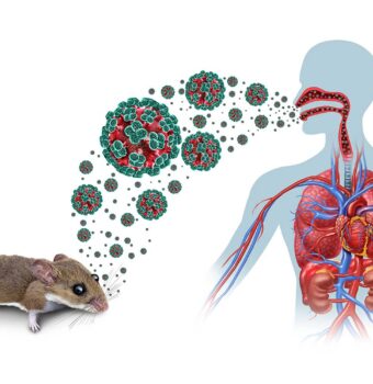 Hantavirus: ¿Una nueva amenaza?