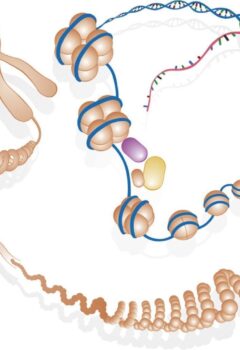 Epigenética y longevidad: ¿estás envejeciendo más rápido de lo que crees?