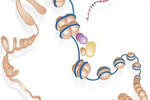 Epigenética y longevidad: ¿estás envejeciendo más rápido de lo que crees?