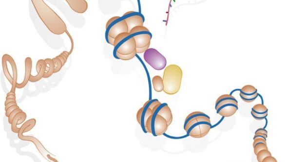 Epigenética y longevidad: ¿estás envejeciendo más rápido de lo que crees?