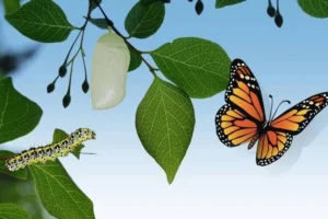 El Poder de la Transformación: Integrando Aceleración y Potenciación Humana para un Crecimiento Completo