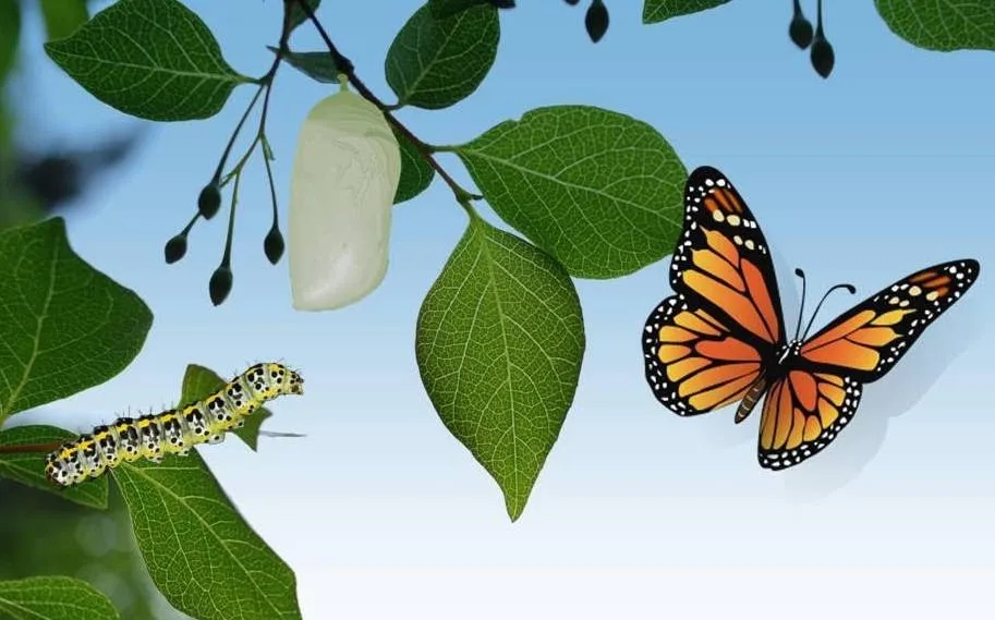 El Poder de la Transformación: Integrando Aceleración y Potenciación Humana para un Crecimiento Completo